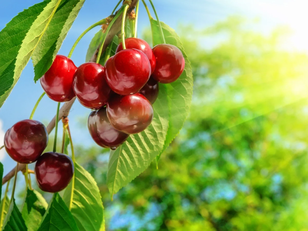 benefits of cherry extract